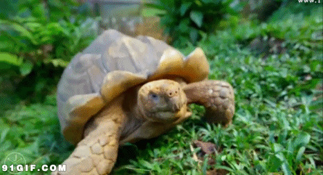 草地爬行的大神龟图片:乌龟