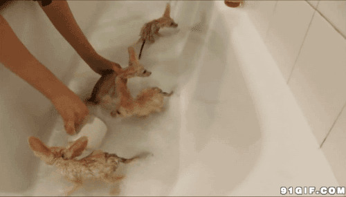 主人浴缸给小狗狗洗澡图片