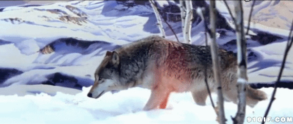 绝地苍狼动态视频图片:恶狼,野狼