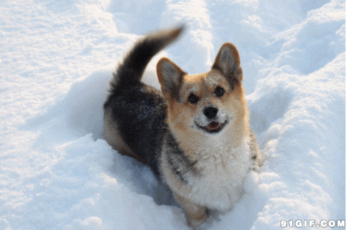 雪地里的小狗狗图片:狗狗