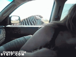 斑马咬头发搞笑视频图片:斑马
