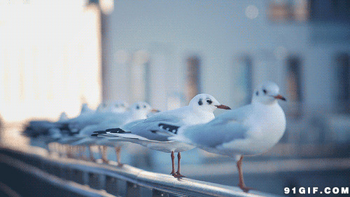 小鸟站一排动态图片:小鸟,鸽子