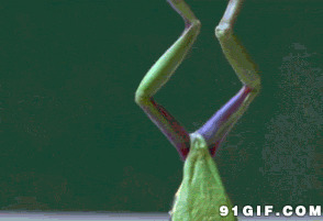 搞笑的青蛙视频图片:青蛙
