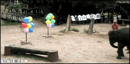 大象砸气球游戏视频图片:大象,