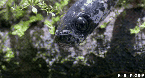 毒蛇吐舌头视频图片