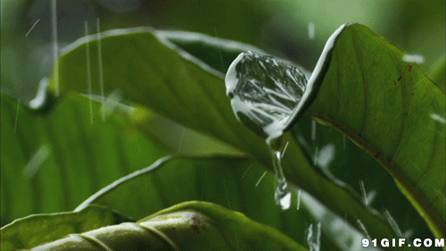 雨水滴落树叶高清动态图片