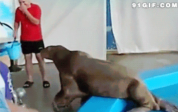 海狮拍屁股视频图片:海狮