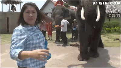 大象抢手机搞笑视频图片:大象