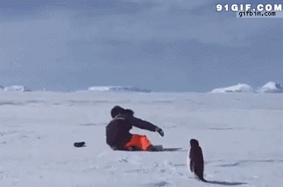 企鹅追人视频图片