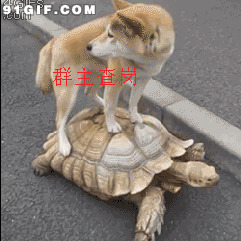 群主查岗视频图片:乌龟,狗狗
