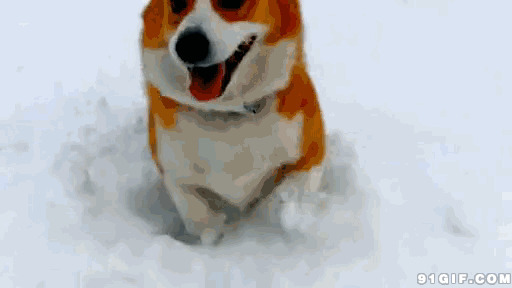 小黄狗雪地奔跑图片