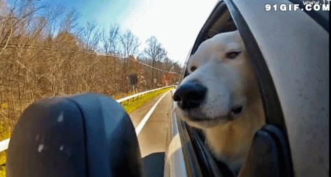 伸出车窗外的狗头图片:狗狗
