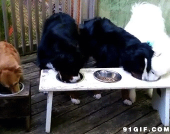 狗狗吃美食视频图片