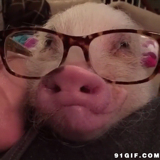 宠物猪戴眼镜视频图片