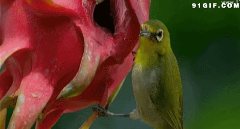 小鸟吃花仔动态图片