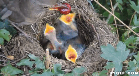 鸟妈妈喂食幼鸟图片