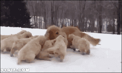 一群小狗崽视频图片