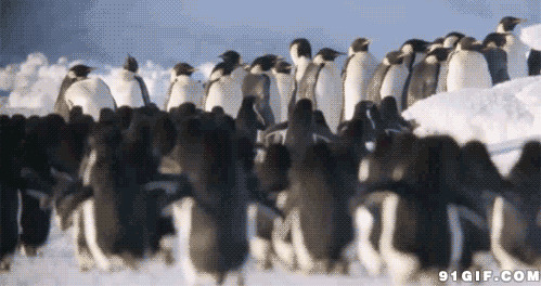 企鹅集合视频图片