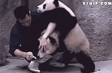 熊猫饲养员视频图片:熊猫