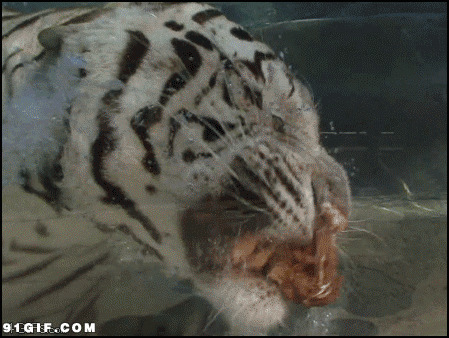老虎水中吃肉视频图片:老虎