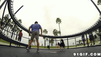 训练狗狗接飞盘视频图片:狗狗