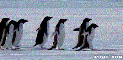 企鹅排队走路视频图片