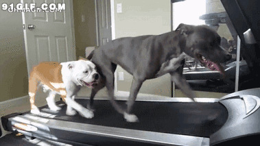 狗狗在跑步机上跑步视频图片
