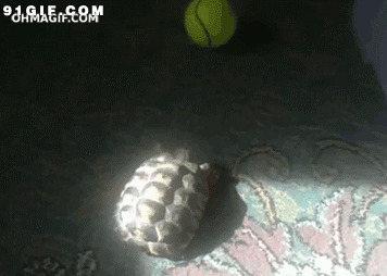 乌龟玩网球搞笑图片