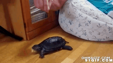 乌龟吃食物搞笑动态视频图片:乌龟