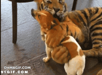 老虎与狗狗拥抱视频图片:老虎,狗狗