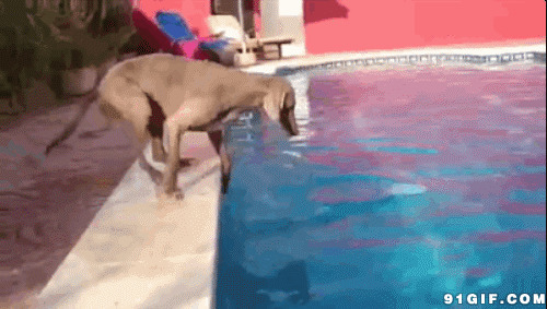 不敢下水的狗狗搞笑图片:狗狗