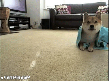 狗狗卷被单视频图片:狗狗,打滚