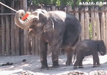 大象自己打扫卫生图片:大象,