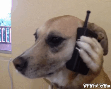 狗狗打电话视频动态图片:狗狗