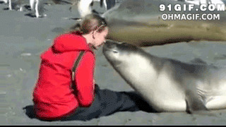 海豚与人亲吻图片