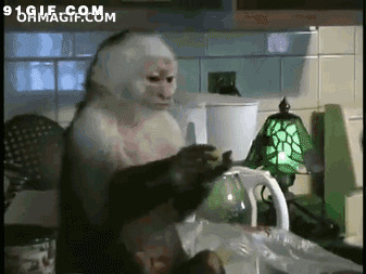 白头猴子吃东西图片
