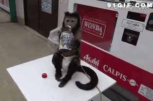 猴子喝果汁搞笑视频图片:猴子