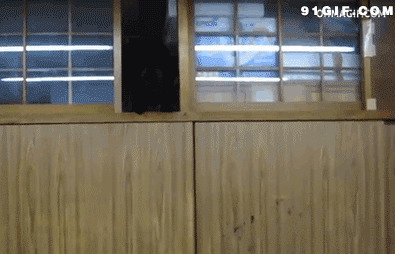 小黑猫爬窗户视频图片