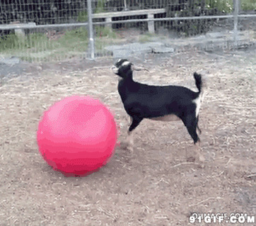 狗狗玩气球视频图片