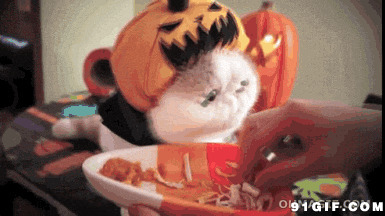 宠物猫猫吃食物视频图片