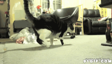 挑食的猫猫视频图片