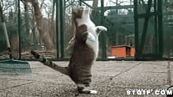 跳舞的猫猫视频图片