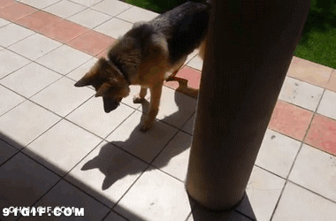 狗狗踩影子视频图片