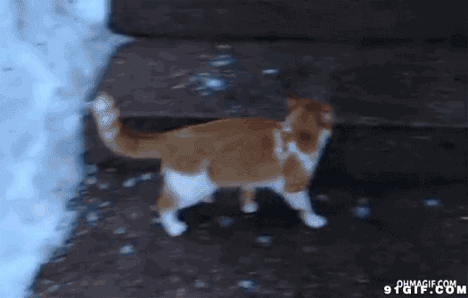 猫猫蹦起来摔倒视频图片
