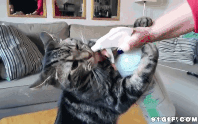 喂猫猫喝水视频图片
