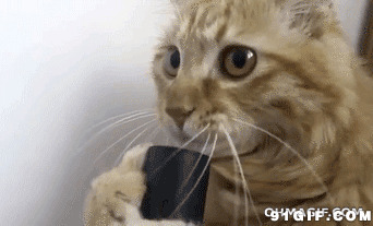猫猫端杯子喝水图片