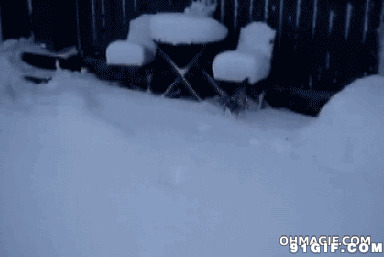 雪地里的猫猫蹦跳视频图片