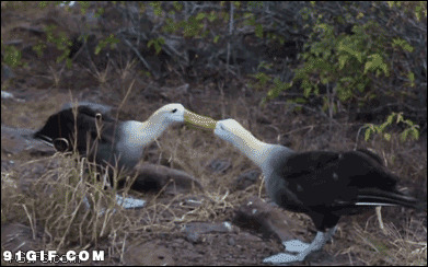 野鸭子叨架视频图片