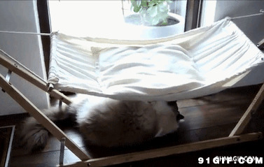 猫猫的吊床搞笑图片