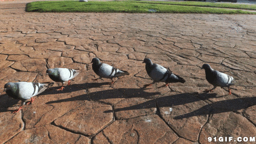 鸽子排队行走动态图片:鸽子